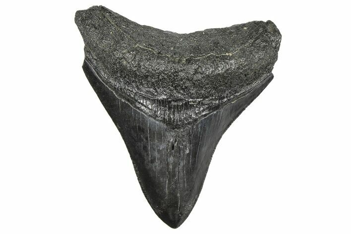 Juvenile Megalodon Tooth - South Carolina #359013